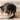 INSTANT CAMERA // ENRICHMENT DOG TOY // SNUFFLE TOY