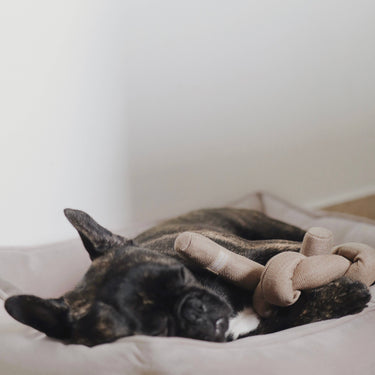 NOU//TAN//ENRICHMENT DOG TOY
