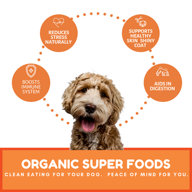 Dog Mamma's Organic Pumpkin Snaps Recipe- USDA Organic Certified Dog Treats
