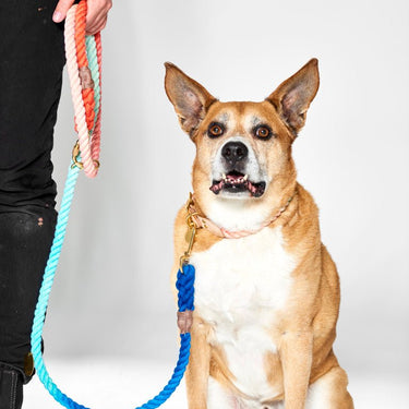 Original Rope Adjustable Leashes – Found My Animal