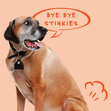 Best nutrients for pets - Bocce's Bakery Dailies Bye Bye Stinkies Pumpkin + Ginger Recipe Dog Treats