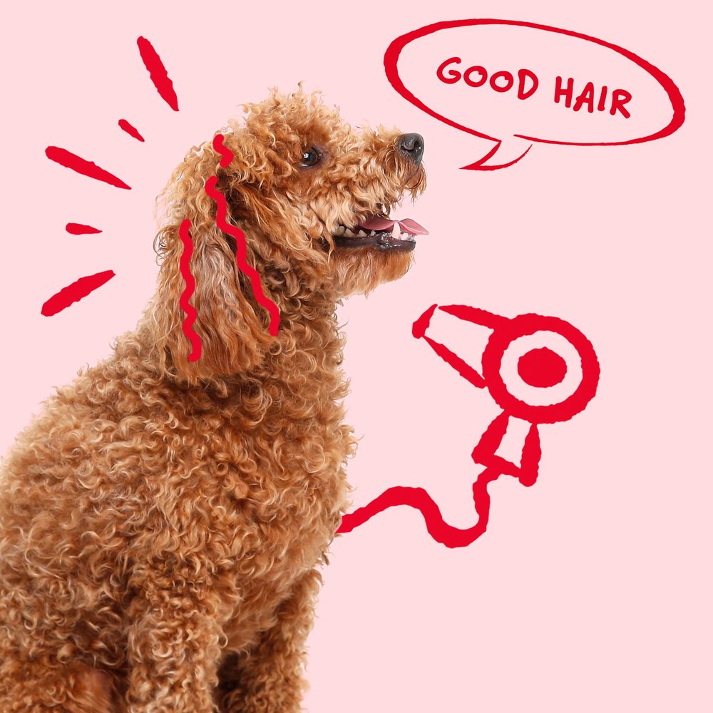Bocce's Good Hair Soft & Chewy TreatsDog TreatsFound My Animal