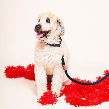 Buffalo Plaid Wool Cat & Dog CollarDog CollarsFound My AnimalXS