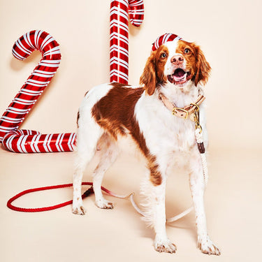A happy brown and white dog wearing a stylish Coral Ombre Cotton Rope Dog Leash by Found My Animal, standing against a festive backdrop with candy cane decorations.
