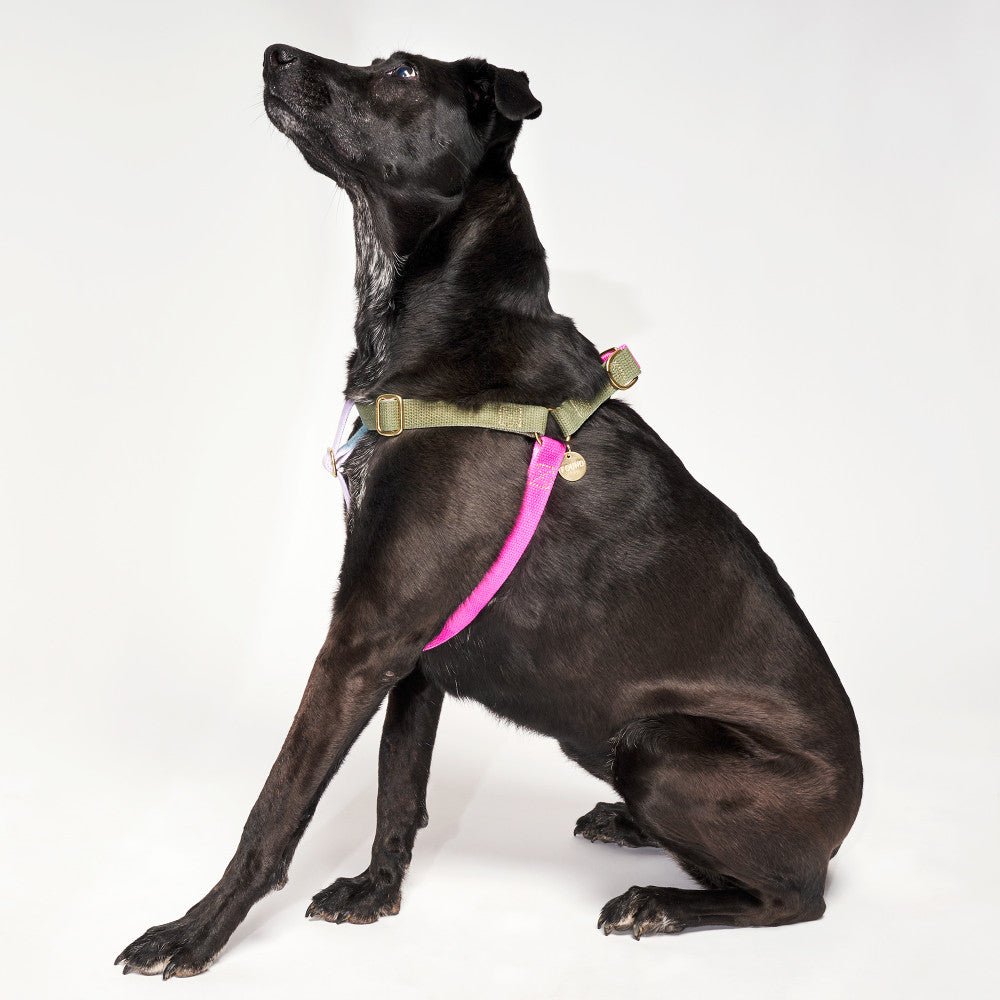 Black dog wearing Found My Animal Bright Multi-Color Harness – Strong & Stylish Design