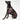 Black dog wearing Found My Animal Bright Multi-Color Harness – Strong & Stylish Design